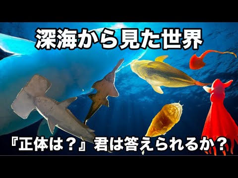 アンドコシリーズ 深海から見た生き物達を君は何問正解できる！？【海の恐竜アンドコも登場 ディアゴスティーニ deagostini】