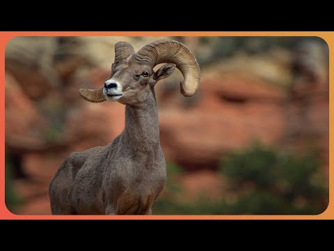 Nature's Ultimate Weapons: The Power of Tusks and Horns (4K Documentary)