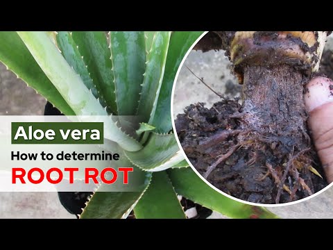 How To Determine Aloe Vera Root Rot