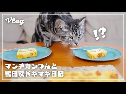 夫婦のティータイムに乱入する猫/ガトーインビジブル【猫とおうちごはん】