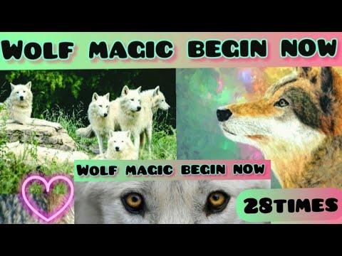 💖🦋🌈28TIMES ||Wolf Magic Begin Now|Switchword Chant 💖🦋🌈🌸🙏🙌