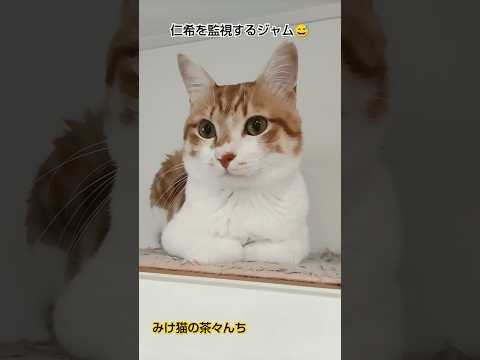 子猫を監視する猫　#猫のいる暮らし #茶トラ#子猫#cutecat