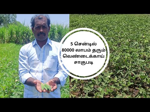 Vendaikkai Harvesting Detailed Explanation| 80000 profit within 45 days| வெண்டைக்காய் வளர்ப்பு