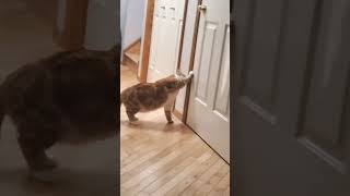 #petlovers #funnyvideo #adorable #pets