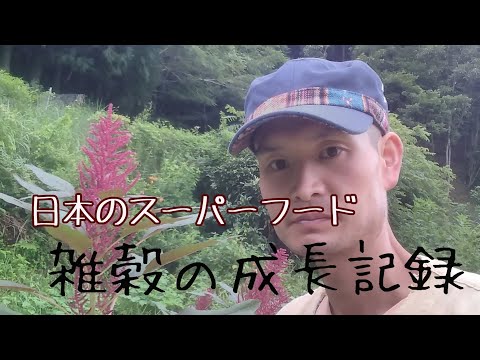 【雑穀の成長風景】アワ、キビ、高きび、アマランサス、キヌア、シコクビ工、ゴマ、エゴマ、ハトムギ