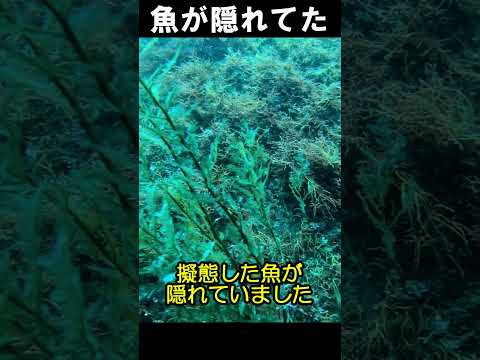 魚が隠れてた　 #水中映像 #擬態 #魚 @aquaticpro