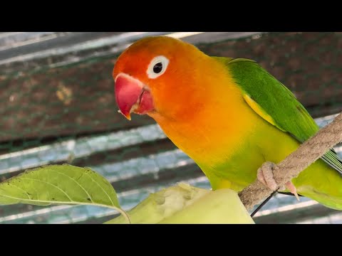 Smart lovebird Parrot  , Little cute lovebird 🦜🥰 #bird #lovebirds