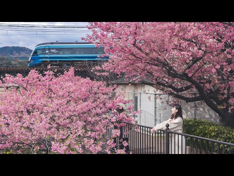 搭海景觀光列車到靜岡賞櫻一日遊🌸Saphir踴子號ODORIKO開箱、綠色頭等車廂訂票攻略、靜岡河津櫻、必吃粉紅櫻花鯛魚燒｜靜岡自由行｜實彩子Misako