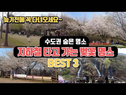 지하철 타고 가는 벚꽃 숨은 명소 BEST3 | 봄에 꼭 가봐야할 벚꽃 명소, 늦기전에 꼭 다녀오세요