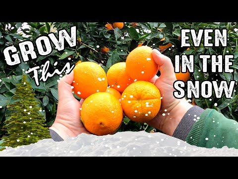 How To Grow Citrus & Other Frost Sensitive Plants Year-Around In Below Zero Temperatures!?!?