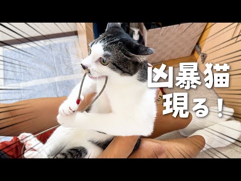 普段穏やかな猫が突然豹変しました