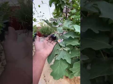 Brinjal plant day to day update 🪴