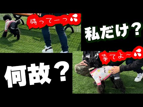 何故？一人だけを避ける犬。あの手この手で誘ってみた結果!!!【トイプードル】