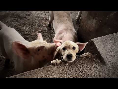 Neglected by his owner and starving, he entered a pigpen seeking food, but pigs drove him out.