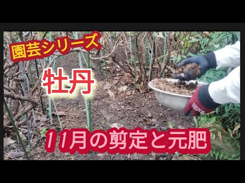 【牡丹】11月にする作業は、剪定と元肥です【園芸シリーズ】