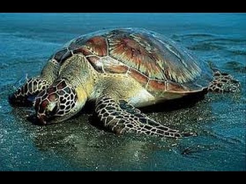 Sea Turtles Documentary HD - National Geographic Wild 2015 Turtles vs Tortoises Attacks