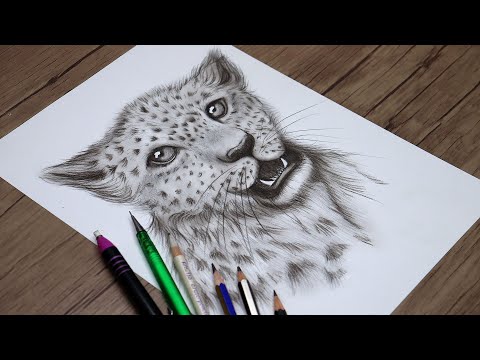 How to Draw a Tiger Cub Head with Pencils | Realistic Tiger Cub Head Drawing