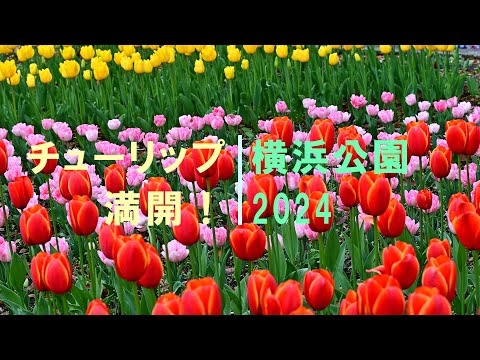 【4K】チューリップ満開！＠横浜公園2024