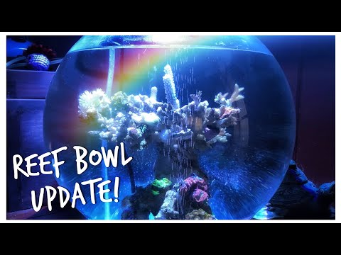 Re-Aquascape Reef in a Bowl! Reef Bowl Update February 2020