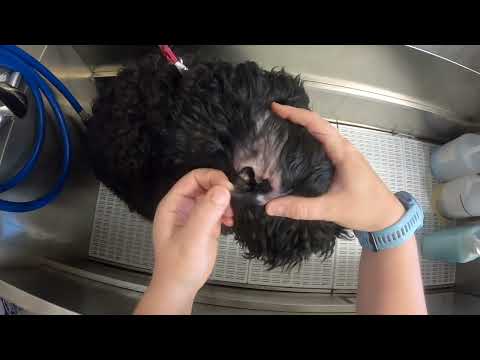 MASSIVE Doodle Ear Cleaning