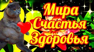 💗🌞🌈Красивое музыкальное пожелание мира, любви, счастья, здоровья, наидобрейшего утра 🎵