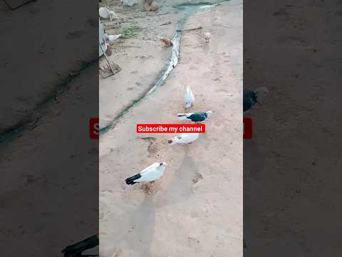 kabootar ki video #pigeon #pigeonbreeds #beautiful #whitepigeon#pigeontypes#kabootar #rollerpigeons