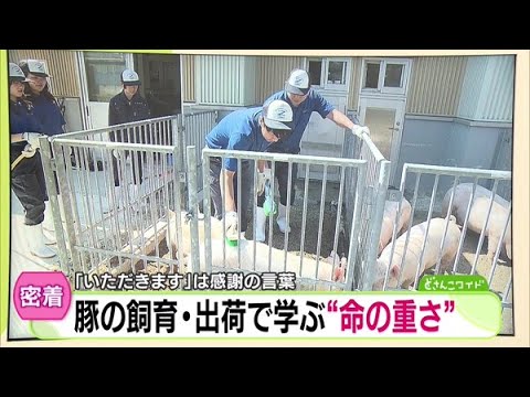 命をまなぶ高校生〜豚の飼育・出荷で学ぶ“命の重さ”【どさんこワイド179】2024.11.19放送