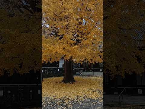 趣きある光永寺のイチョウと落ち葉