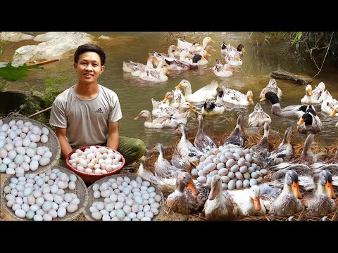 Living in forest. 1 Year Process raise ducks and harvest ducks eggs for sale in market. Off-Grid