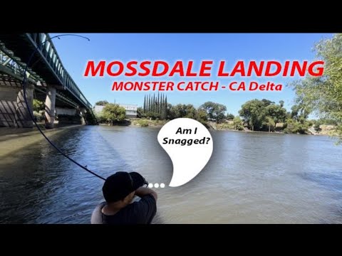 MONSTER Catch Off The Bank At California Delta,Mossdale Landing‼️ #bigfish #fishing  #fish #yt