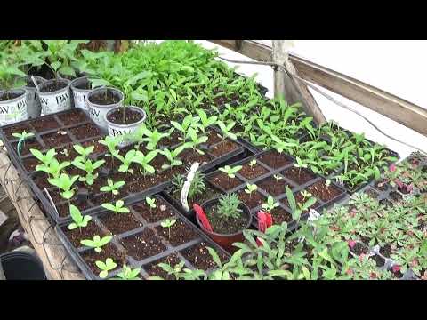 Greenhouse Tours May 1 2023, Flower Harvesting Tips