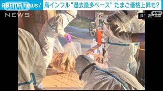 鳥インフルエンザ過去最速に匹敵するペース　農水省が初の緊急会議(2024年11月21日)