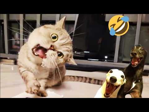 The FUNNIEST Pet Moments of 2024! 🤣😆