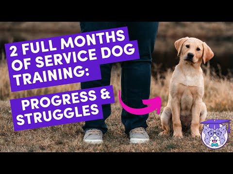 Raising a Service Dog: Training and Milestones at 4 Months Old