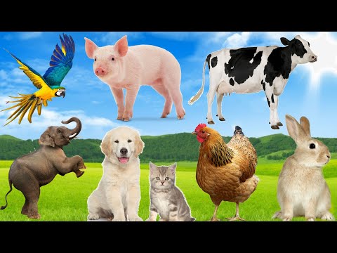 Explore with your baby the cat, dog, chicken, duck, cow - familiar animals