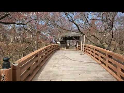 天下第一の桜　高遠城址公園　さくら祭り2022　4月6日現在