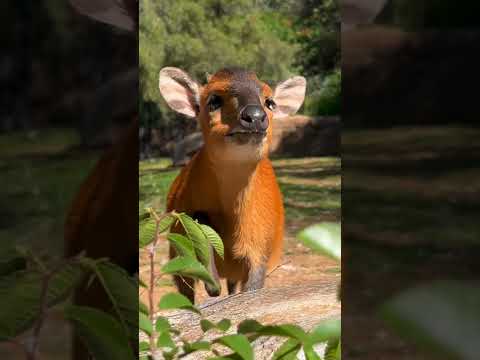 Duiker boops #shorts