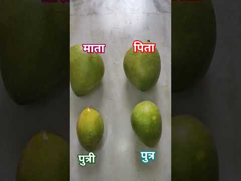 #mango #aam #bestscene #viral #mangopickle #mangorecipe #mangotrees #2024 #fatherlove #motherlove