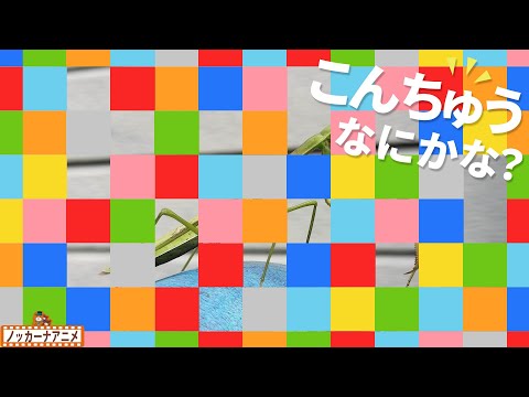 かくれている昆虫はなにかな？【知育アニメ】What is this insect? Video for kids