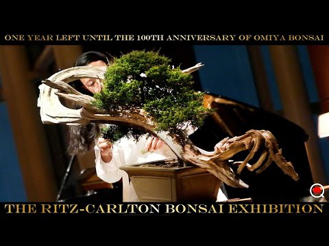 [Juniper] Omiya bonsai exhibition and performance! The Ritz-Carlton Tokyo 2024 [Bonsai Q]