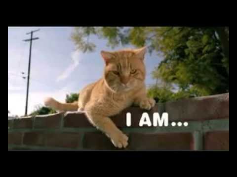 Iams Cat Advert