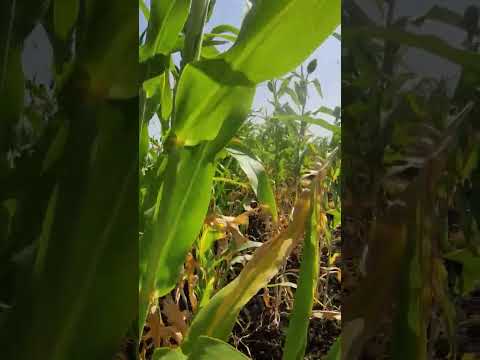 Jawar farm . #shorts #farming #trending #farm #youtubeshorts