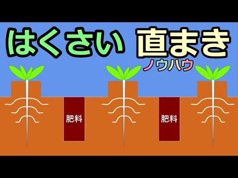 【白菜 直まきノウハウ 2021】『POT vs 直まき』のおまけ有り 家庭菜園28年目  無農薬 半自給自足