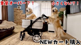 【5台目】NEWバギー購入！おいおい小さいけど大丈夫ー？！　ゴールデンレトリバー