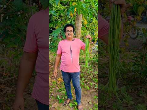 Today's Harvesting video#youtube#viral#kitchengarden#harvesting