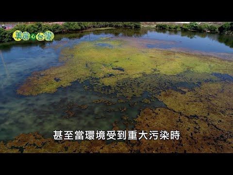 【高雄茄萣區】拍鳥愛鳥生態保育者 實際救援行動｜環境保護｜210｜#美麗心台灣