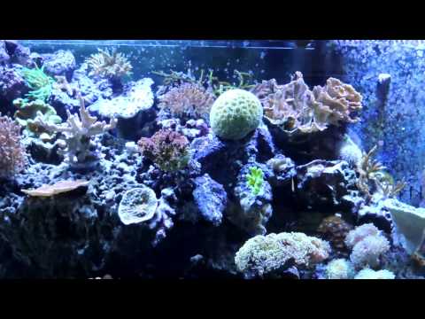 210 Gallon Reef Tank Update 4-23-2015