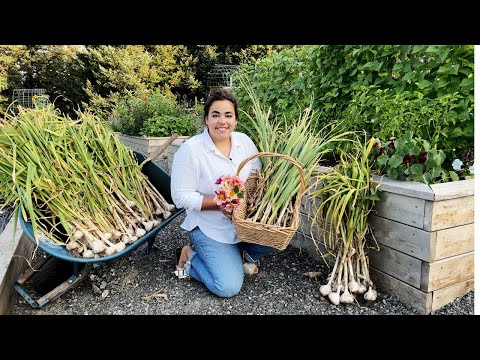 The Garlic Harvest Exceeded My Expectations!