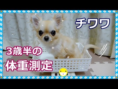 チワワ🐶3歳半の体重測定🌼～Chihuahua 💖3 ½ year old weight measurement 🌷