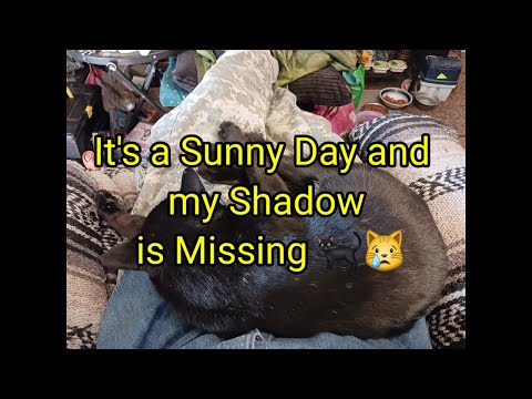 (1709) It's a Sunny Day and my Shadow is Missing 🐈‍⬛🐾🙀